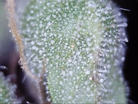 Growreport Bild 6