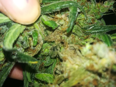 Growreport Bild 2