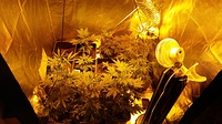Growreport Bild 20