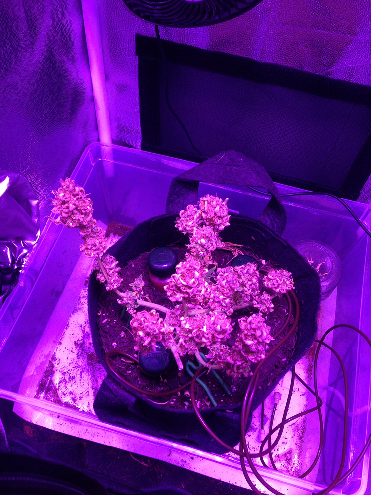 Growreport Buddha Seeds Assorted Auto/Freedom Seeds Midnight Express Auto/Dutch Passion Seeds Auto Colorado Cookies