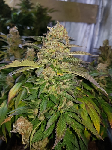 Growreport Bild 22