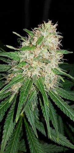 Growreport Bild 6
