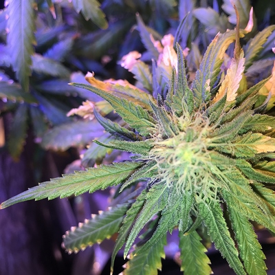 Growreport Bild 10
