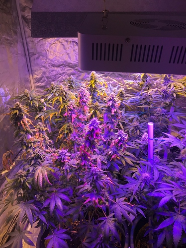 Growreport Bild 4