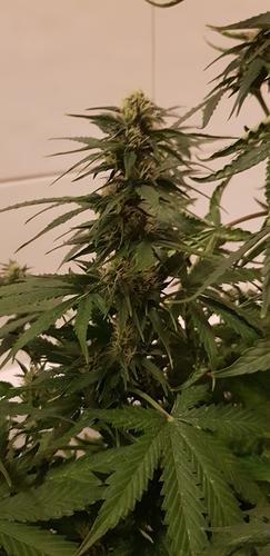 Growreport Bild 9