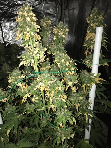 Growreport Bild 9