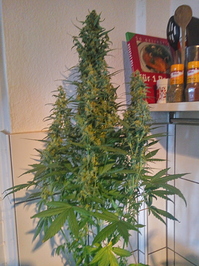 Growreport Bild 10