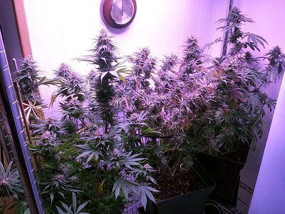 Growreport Bild 2