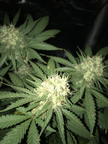 Growreport Bild 13