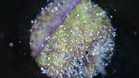 Growreport Bild 5