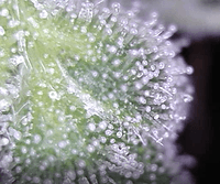 Growreport Bild 4
