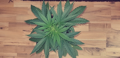 Growreport Bild 3