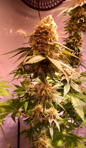 Growreport Bild 4