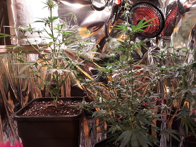 Growreport Bild 10