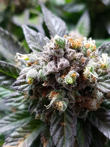 Growreport Bild 29