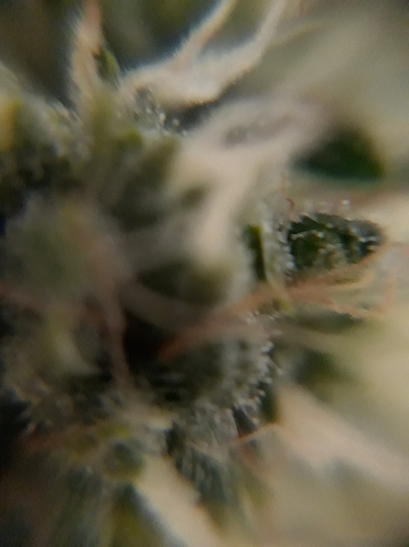 Growreport Bild 9