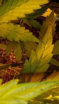 Growreport Bild 23