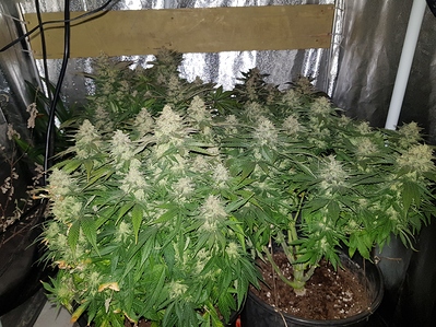 Growreport Bild 13