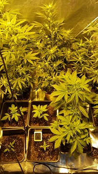 Growreport Bild 25