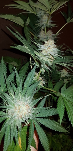 Growreport Bild 20