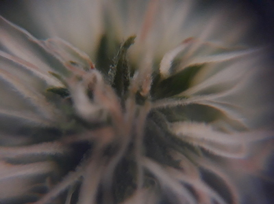 Growreport Bild 15