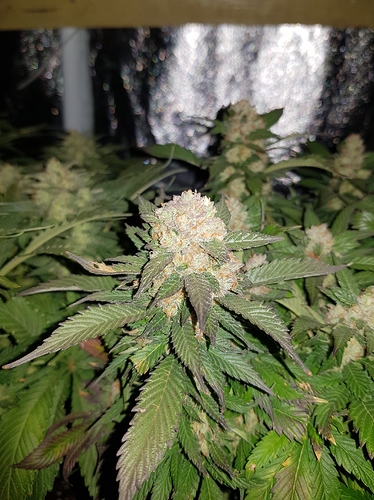 Growreport Bild 14