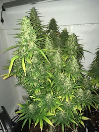 Growreport Bild 8