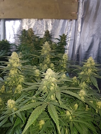 Growreport Bild 6