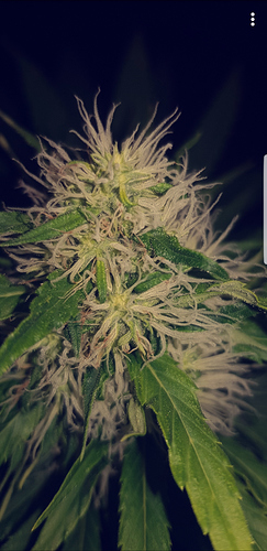 Growreport Bild 8