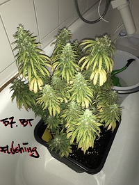 Growreport Bild 3