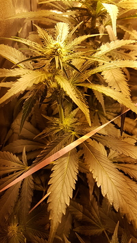 Growreport Bild 2