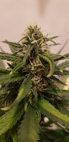 Growreport Bild 6