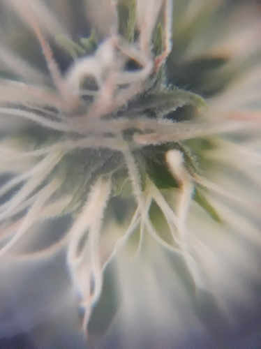 Growreport Bild 20