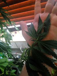 Growreport Bild 1