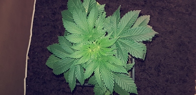 Growreport Bild 6