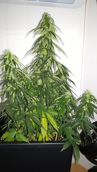 Growreport Bild 6