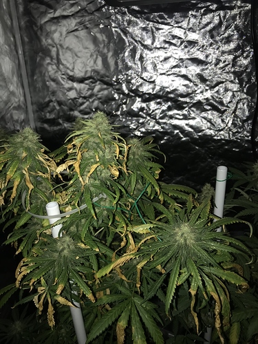 Growreport Bild 4