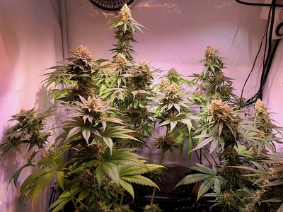 Growreport Bild 7