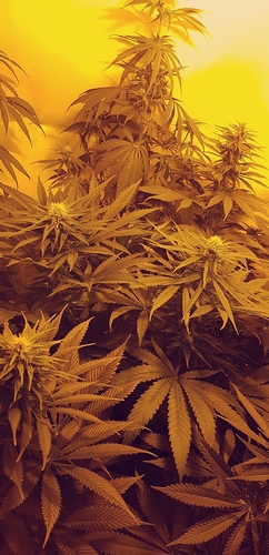 Growreport Bild 3
