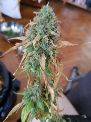 Growreport Bild 2