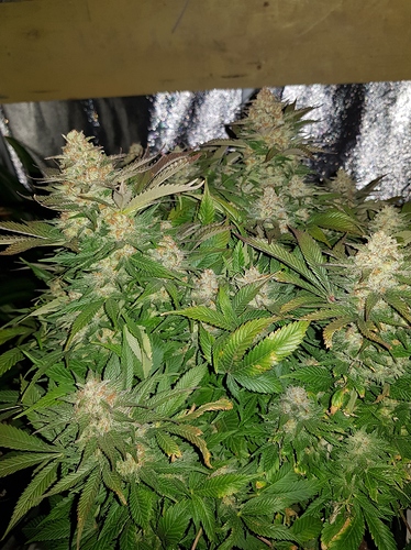 Growreport Bild 19