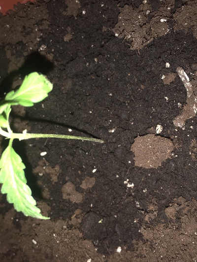 Hilfe! Warum wächst mein pflanze nicht - Grow-Probleme Hilfe! Warum wächst mein pflanze nicht - Grow-Probleme