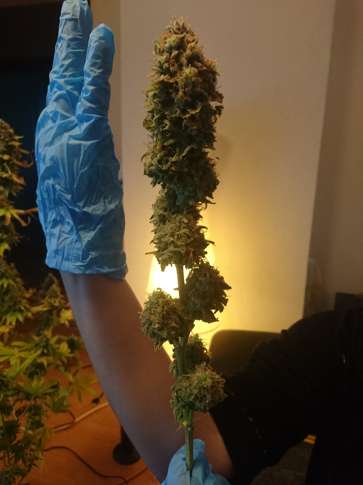 First Grow Indoor Senis Skunk #1 hilfe und interessantes