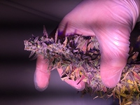 Growreport Bild 2