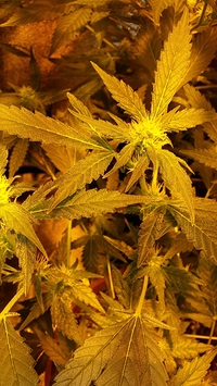 Growreport Bild 32