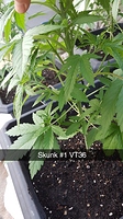 Growreport Bild 3