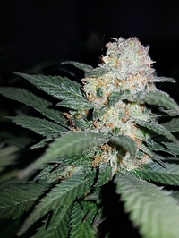 Growreport Bild 5