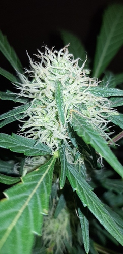 Growreport Bild 8