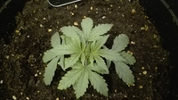 Growreport Bild 5
