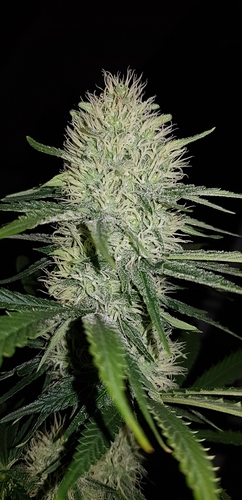 Growreport Bild 1